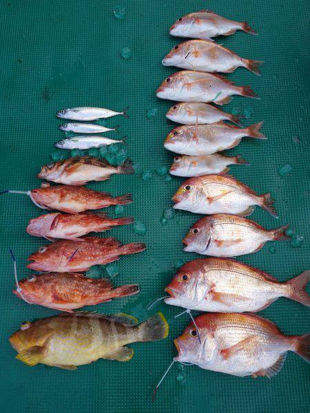 まるいち丸 ZERO-1 釣果