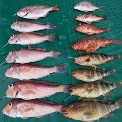 まるいち丸 ZERO-1 釣果