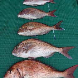 まるいち丸 ZERO-1 釣果