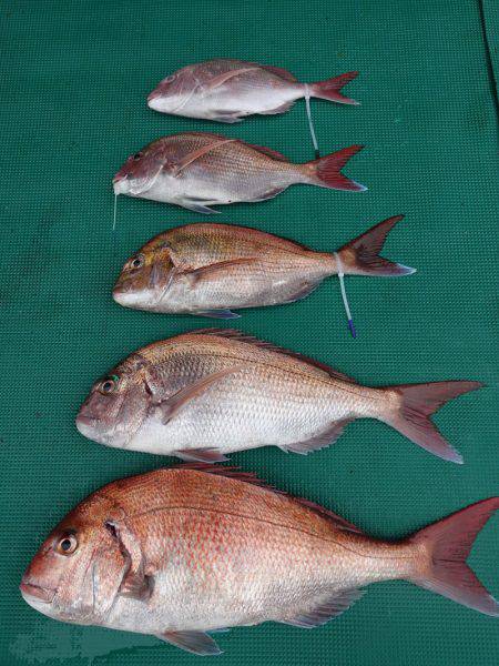 まるいち丸 ZERO-1 釣果