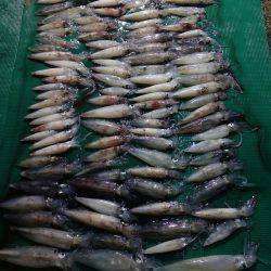 まるいち丸 ZERO-1 釣果