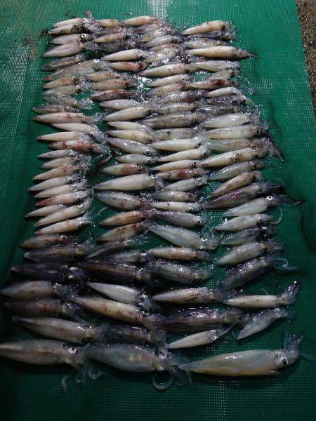 まるいち丸 ZERO-1 釣果