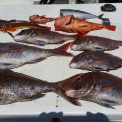 JDI Racing シールズマリンレジャー 釣果