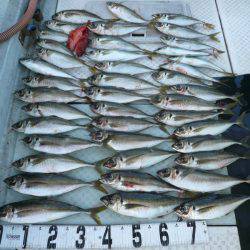 オーシャンスター(Ocean Star) 釣果