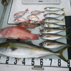 オーシャンスター(Ocean Star) 釣果