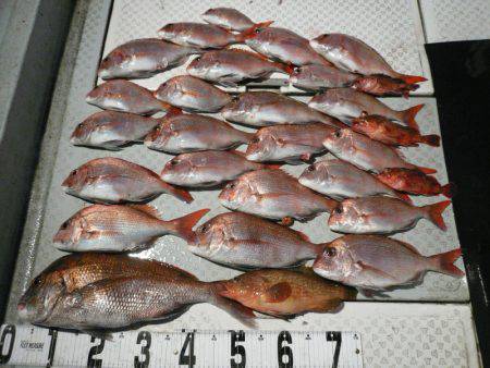 オーシャンスター(Ocean Star) …