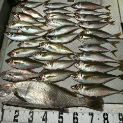 オーシャンスター(Ocean Star) 釣果