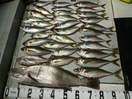 オーシャンスター(Ocean Star) 釣果