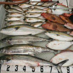 オーシャンスター(Ocean Star) 釣果