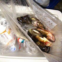 マリンガイド福丸 釣果