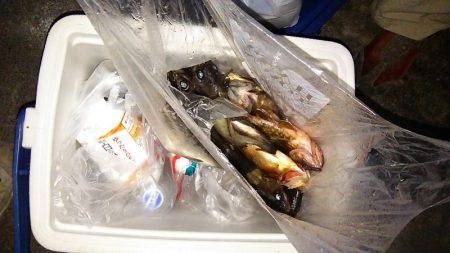 マリンガイド福丸 釣果