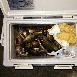 マリンガイド福丸 釣果