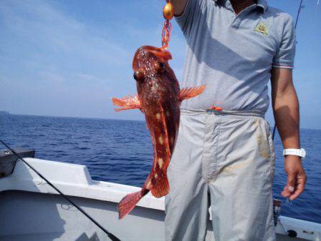 ひな丸 釣果