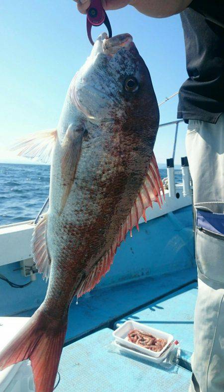 シースナイパー海龍 釣果