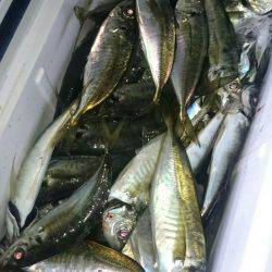 シースナイパー海龍 釣果