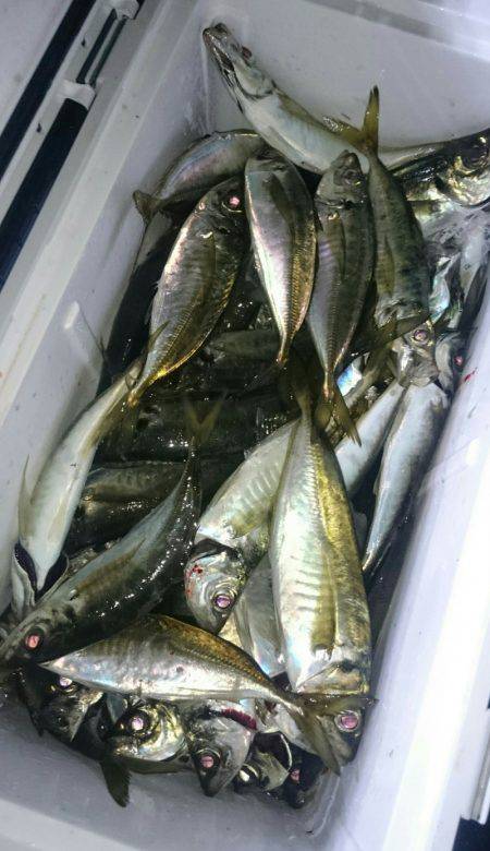 シースナイパー海龍 釣果