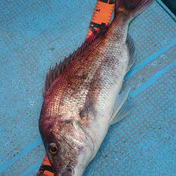 シースナイパー海龍 釣果