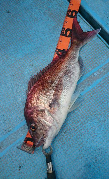 シースナイパー海龍 釣果