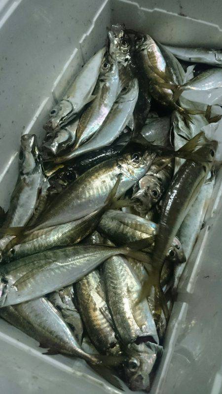 シースナイパー海龍 釣果