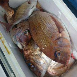 シースナイパー海龍 釣果