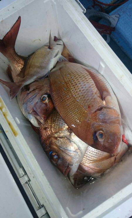 シースナイパー海龍 釣果