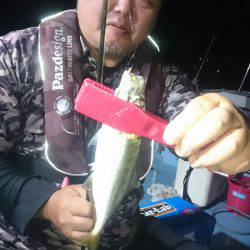 シースナイパー海龍 釣果