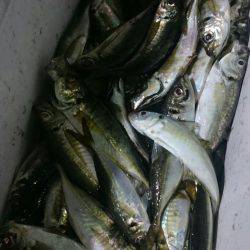 シースナイパー海龍 釣果