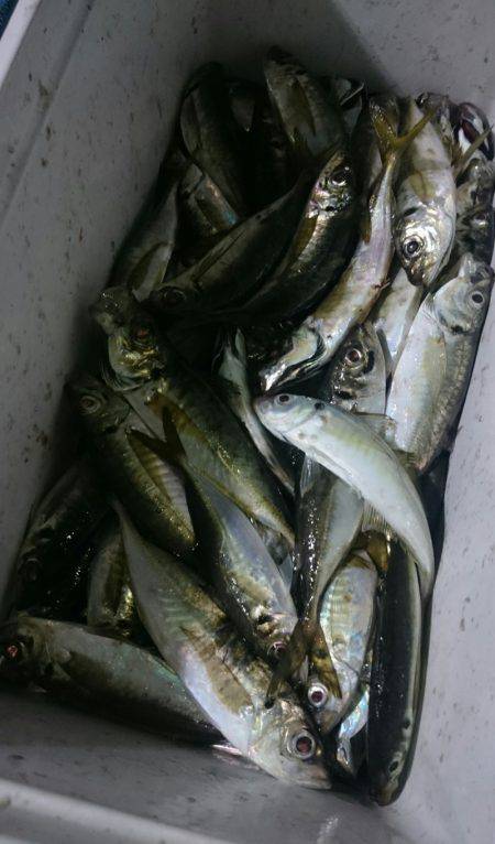 シースナイパー海龍 釣果