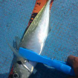 シースナイパー海龍 釣果