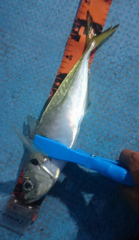 シースナイパー海龍 釣果