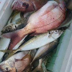 シースナイパー海龍 釣果