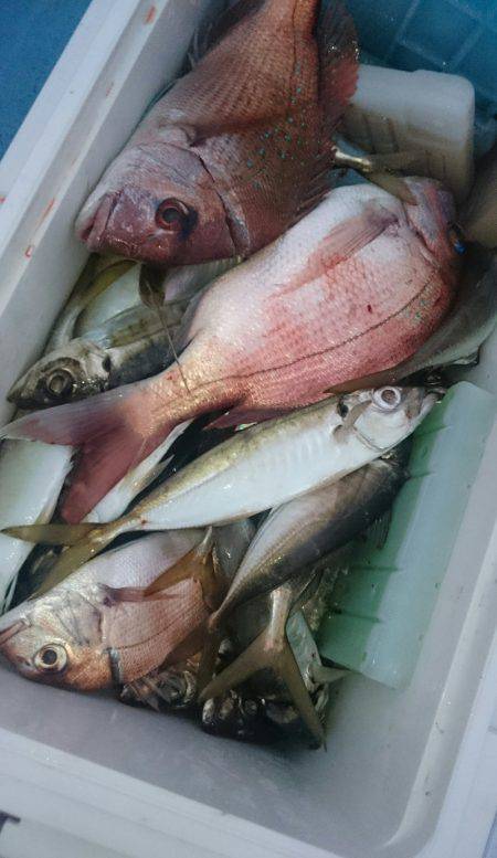 シースナイパー海龍 釣果