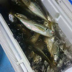 シースナイパー海龍 釣果