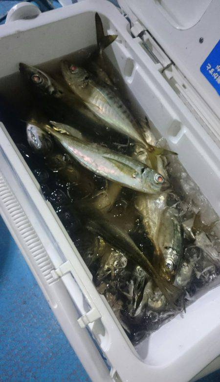 シースナイパー海龍 釣果