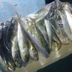 シースナイパー海龍 釣果