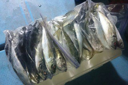 シースナイパー海龍 釣果