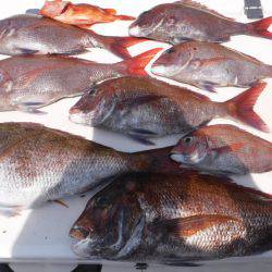 JDI Racing シールズマリンレジャー 釣果