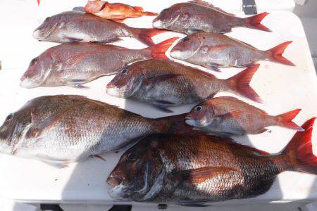 JDI Racing シールズマリンレジャー 釣果