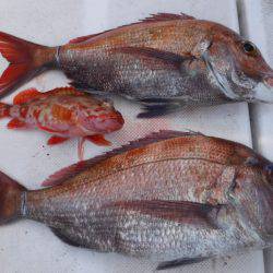 JDI Racing シールズマリンレジャー 釣果