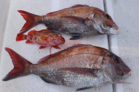 JDI Racing シールズマリンレジャー 釣果