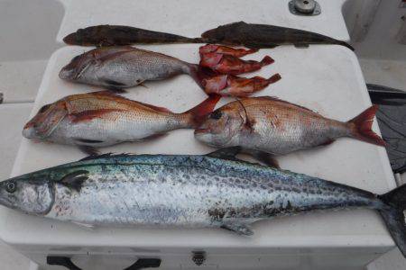 JDI Racing シールズマリンレジャー 釣果