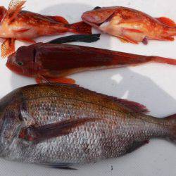 ＪＤＩ　Ｒａｃｉｎｇ　シールズマリンレジャー 釣果