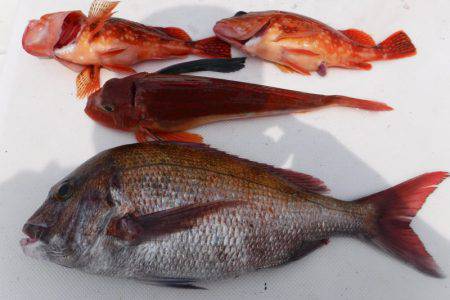 ＪＤＩ　Ｒａｃｉｎｇ　シールズマリンレジャー 釣果