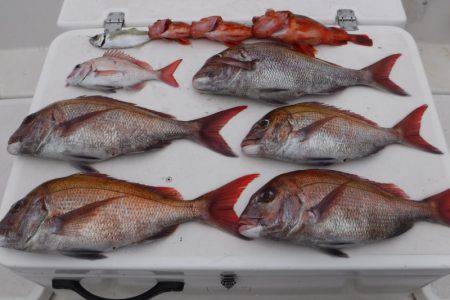 ＪＤＩ　Ｒａｃｉｎｇ　シールズマリンレジャ…