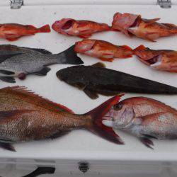 ＪＤＩ　Ｒａｃｉｎｇ　シールズマリンレジャー 釣果