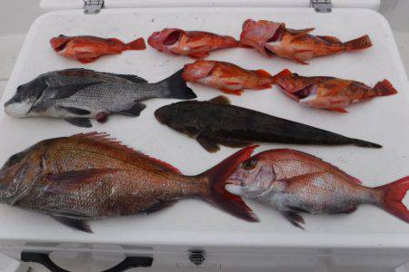 ＪＤＩ　Ｒａｃｉｎｇ　シールズマリンレジャー 釣果