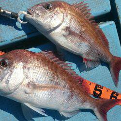 シースナイパー海龍 釣果
