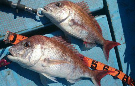シースナイパー海龍 釣果