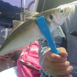 シースナイパー海龍 釣果