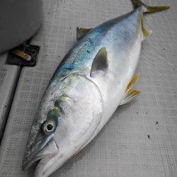 まるいち丸 ZERO-1 釣果